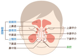 鼻の仕組み　構造